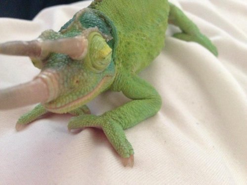 Screen Shot 2015-07-04 at 9.35.02 AM.jpg