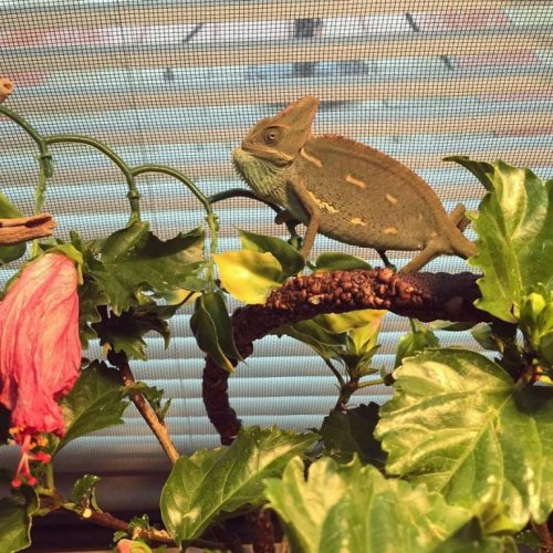 Cornelius left side 2.jpg