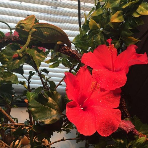 Cornelius left side.jpg