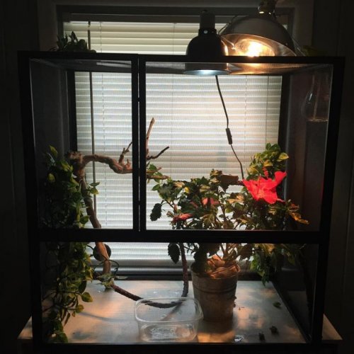 cage photo.jpg