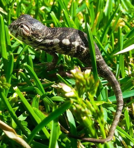 Baby in grass.jpg