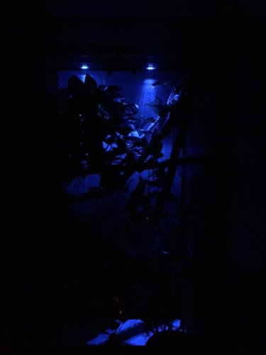 moon lights.jpg