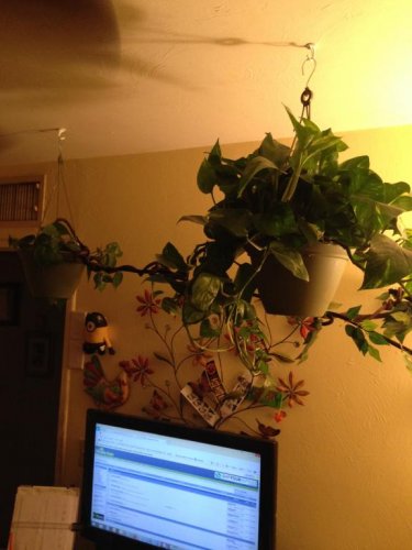 Chevy Office Free Range 2.jpg