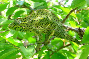 Chameleon Deremensis.jpg