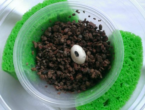 cham egg.jpg cham egg.jpg