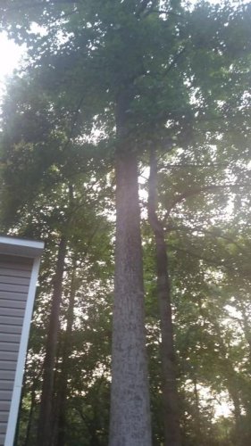 side yard trees.jpg