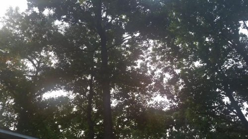 side yard and backyard trees.jpg