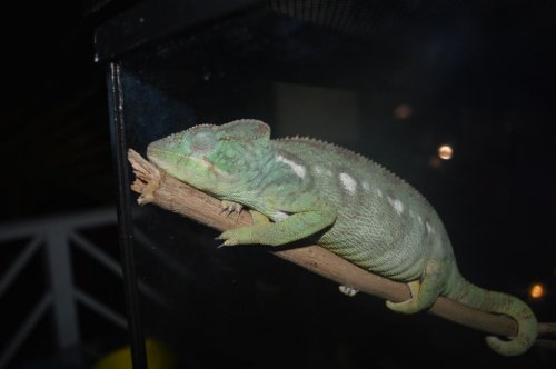 DSC_0059.jpg