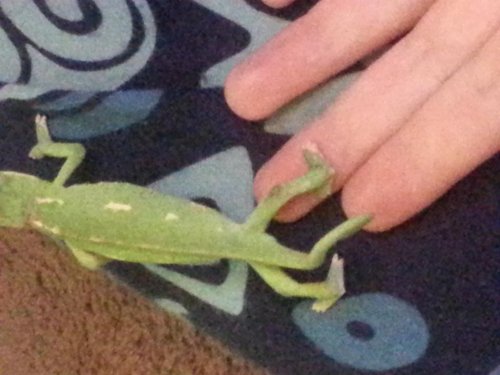 kiwi legs.jpg