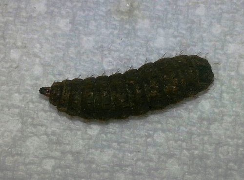 grub.jpg