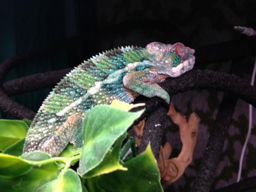 5 months post shed wake up.jpg