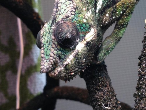 eye close up.jpg