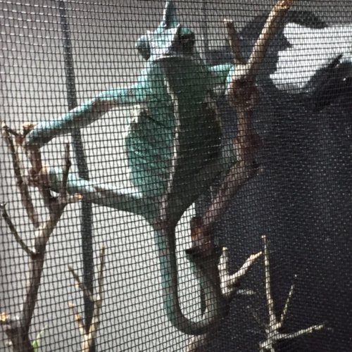 Godzilla in her cage.jpg
