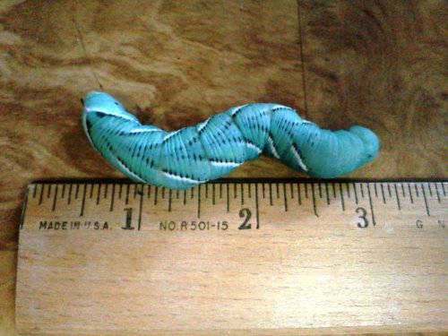 hornworm.jpg