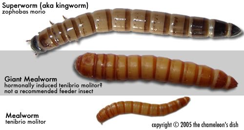 mealworms.jpg