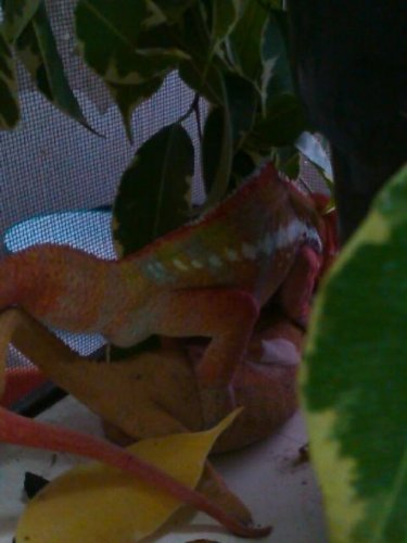 ambilobe presex 2.jpg