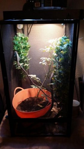 chameleon 1.jpg