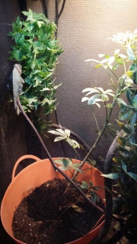 chameleon 2.jpg