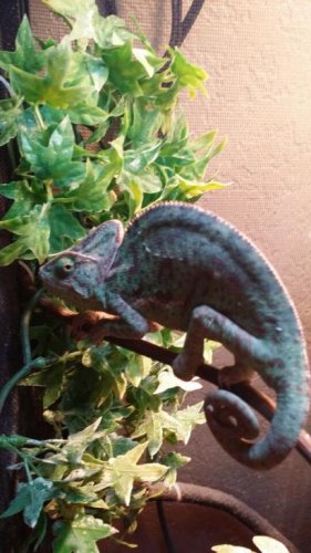 chameleon 3.jpg