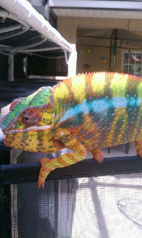 CAPTAIN INSANO.. SIRE  TO SOMERSET, MERSEY,GWENT.jpg