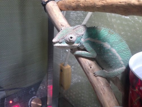 chameleon1.jpg