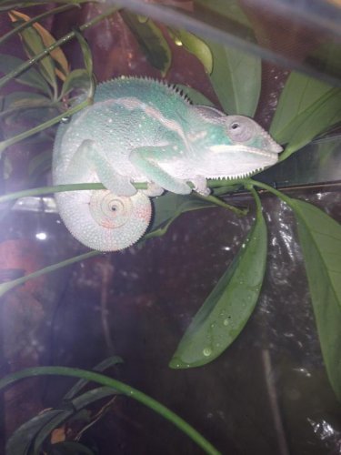 chameleon2.jpg