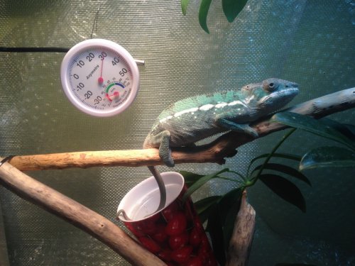 chameleon3.jpg