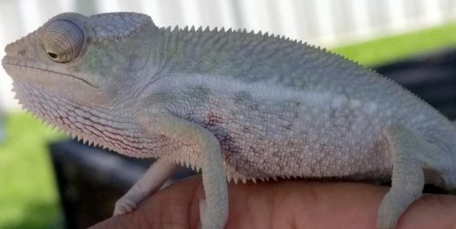 Blue Tieger baby 2.jpg