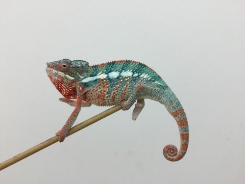 Chameleon1.jpg Chameleon1.jpg
