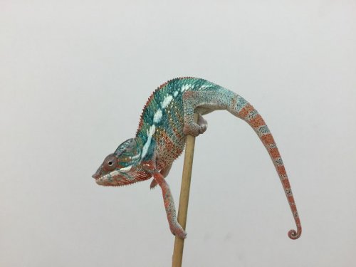 Chameleon.jpg Chameleon.jpg