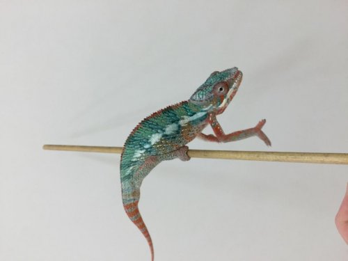 chameleon2.jpg chameleon2.jpg