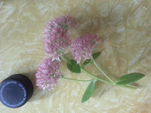 flower.jpg