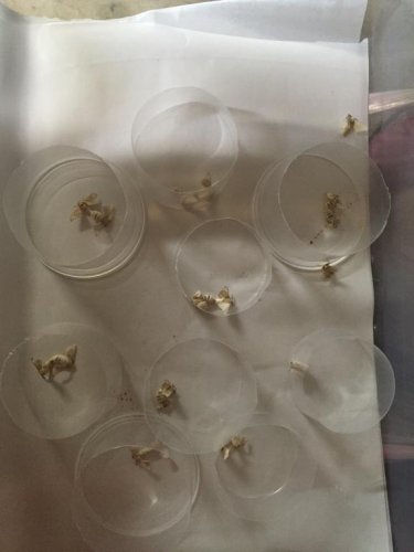 moth container.jpg