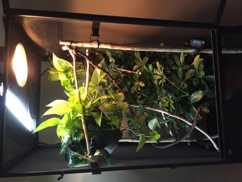 chameleon cage.jpg