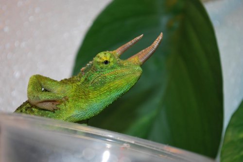DSC_0213.jpg
