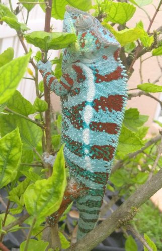 Blue Tiger whites.jpg