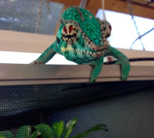 image.jpg