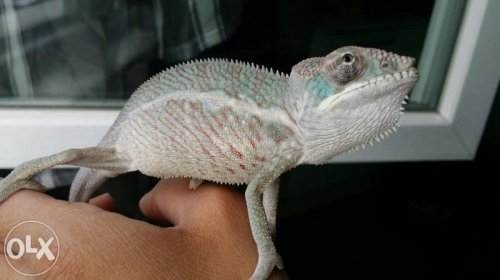 83739218_1_800x600_leopardov-hameleon-gr-sofiya.jpg