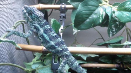 Male Nosy Faly x BB Ambilobe.jpg Male Nosy Faly x BB Ambilobe.jpg