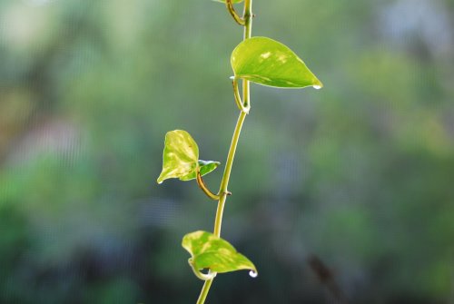 Pothos plant leaves dripping water???? | Chameleon Forums