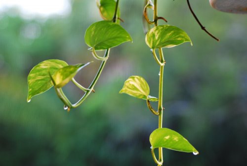 Pothos 002.jpg