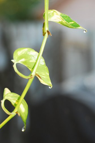 Pothos 010.jpg