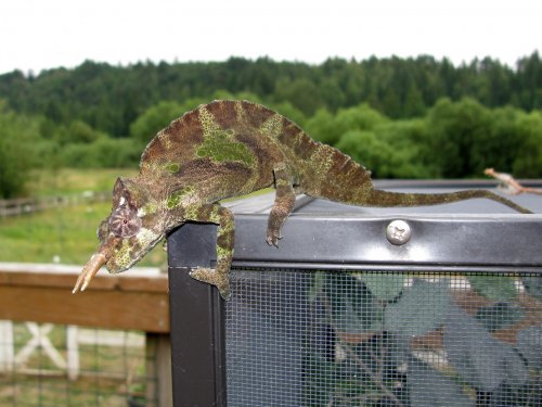 Duke,woman, male sailfin 006.jpg