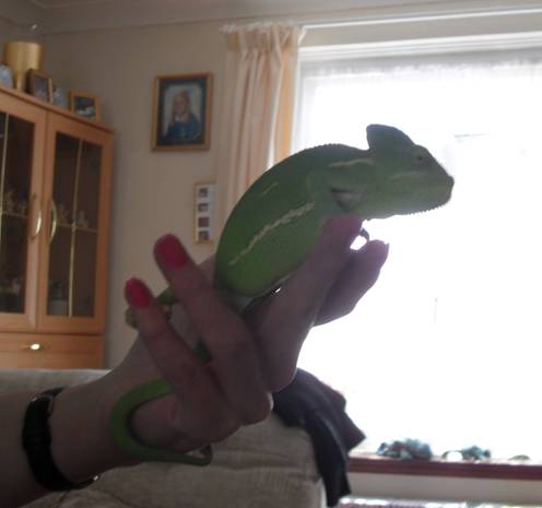 Hand 1.jpg