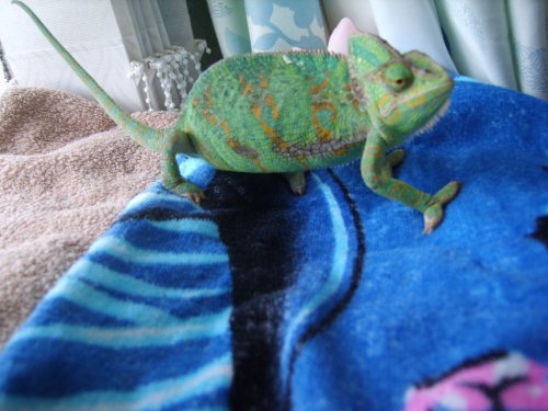 eggs or no eggs 023.JPG