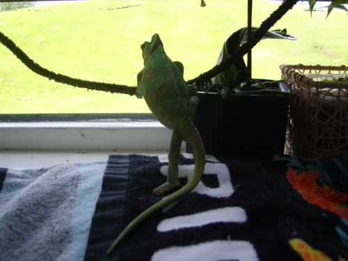 eggs or no eggs 030.JPG