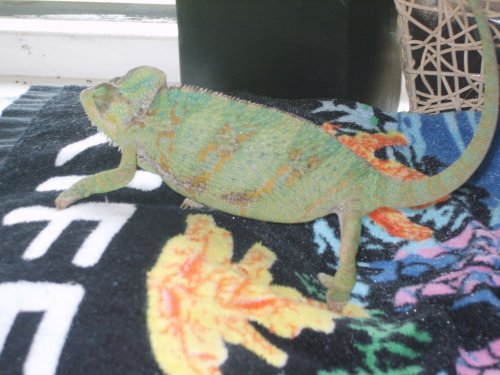 eggs or no eggs 026.JPG