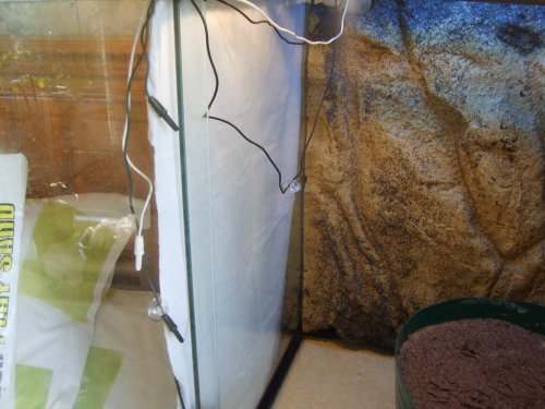 New cage and laying bin 003.JPG