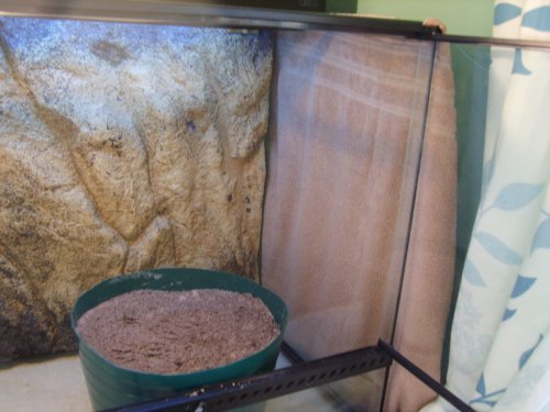 New cage and laying bin 004.JPG