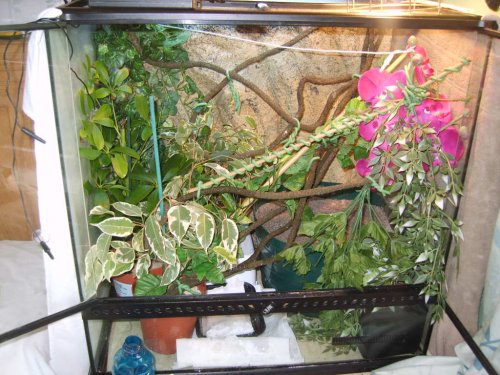 New cage and laying bin 009.JPG